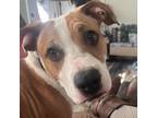 Adopt Buster Brown a Pit Bull Terrier