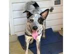 Adopt Wilson a Australian Cattle Dog / Blue Heeler