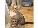 Adopt Waldo a Domestic Short Hair