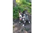 Adopt Lucky a Husky, Akita