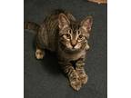 Adopt Kitten blue a Domestic Short Hair