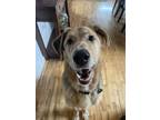 Adopt Dublin - Awesome Boy a Shepherd, Rhodesian Ridgeback