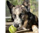 Adopt Perry a Mixed Breed, Husky