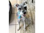 Adopt Huxley a Schnauzer