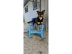 Adopt Rocky a German Shepherd Dog, Rottweiler