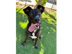 Adopt Reggie a Pit Bull Terrier, Shepherd