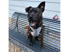 Adopt Bruin a Chow Chow