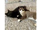Adopt Robin a Siamese