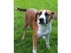 Adopt Bradley a Labrador Retriever, Beagle