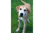 Adopt Lucky a Labrador Retriever, Beagle