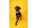 Adopt Chopper a Rottweiler