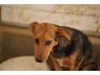 Adopt Letif a Australian Shepherd, Australian Cattle Dog / Blue Heeler