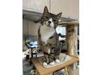 Adopt Leo K a Domestic Short Hair