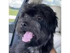 Adopt Buckley a Havanese, Mixed Breed