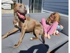 Adopt Stanley a Mixed Breed