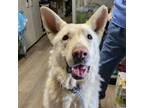Adopt Mecco a Shepherd