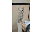 Adopt Eye Spy a Manx