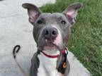 Adopt KINGSTON a Weimaraner