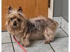 Adopt Cosmo a Yorkshire Terrier