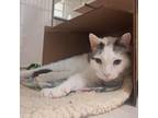 Adopt Deuce a Domestic Medium Hair