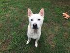 Adopt Titus a Mixed Breed