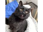Adopt Kevin Jax 8602 a Domestic Short Hair