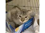 Adopt Dandelion Puff 9044 a Siamese, Domestic Medium Hair