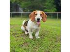Adopt Hugo a Basset Hound