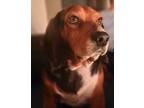 Adopt Pete a Beagle