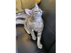 Adopt Shrimp a Domestic Short Hair
