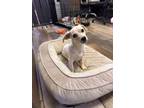 Adopt Oh Shih Tzu! - Malarkey (Stanley) (NEUTERED) a Dachshund, Shih Tzu