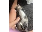 Adopt Toby a Tabby