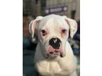 Adopt George a Boxer