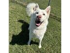 Adopt Briggs a Husky