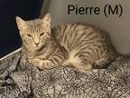 Adopt Pierre a Tabby, Domestic Short Hair