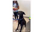 Adopt Shadow a Labrador Retriever, Great Dane