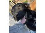 Adopt Perry a Australian Shepherd