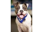 Adopt Bean a Boxer, Pit Bull Terrier