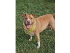 Adopt BJ a American Staffordshire Terrier