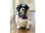 Adopt Simon a Shih Tzu