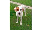 Adopt Rowdy a English Pointer, Mixed Breed