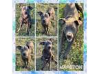 Adopt Marston CFS 240049931 a Pit Bull Terrier