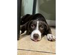 Adopt Aspen a Boykin Spaniel, Mixed Breed
