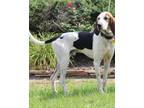 Adopt Chief a Treeing Walker Coonhound
