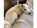 Adopt Blaze a Shepherd, Pit Bull Terrier