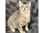 Adopt Seymour a Domestic Short Hair