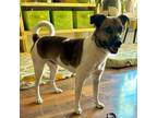 Adopt Mr Magoo a Jack Russell Terrier