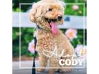 Adopt Cody a Poodle