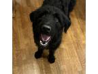 Adopt Vincenzo a Black Labrador Retriever, Standard Poodle