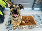 Adopt Ariel a Mixed Breed